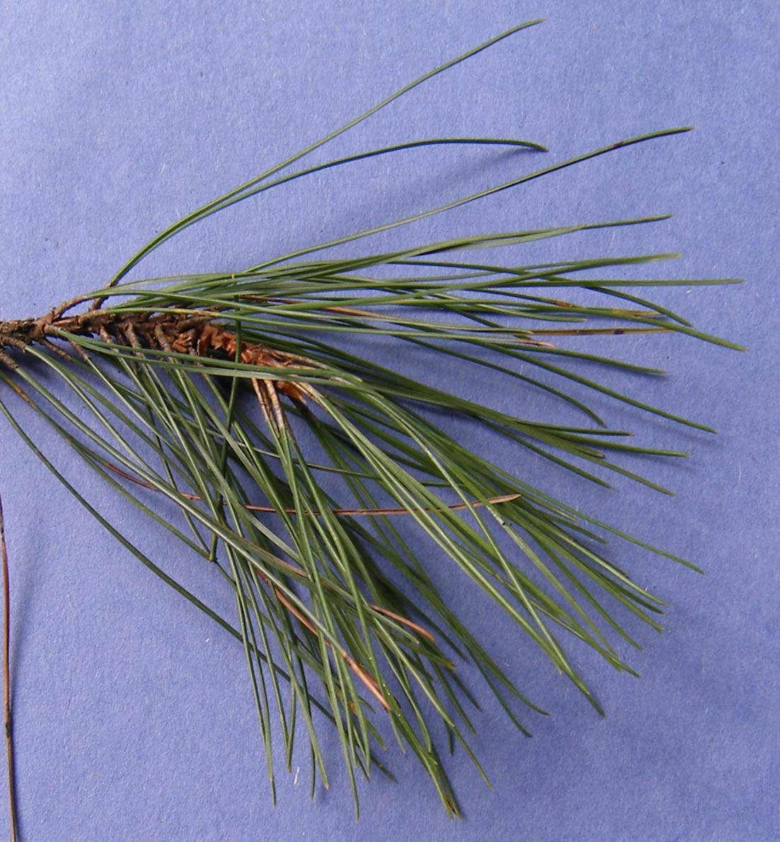 Needles are more than 4 inches long and are not twisted